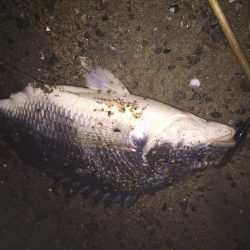 キビレ調査No、11