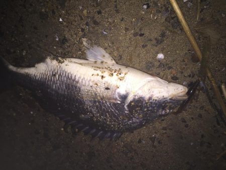 キビレ調査No、11