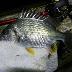 南港フェリーヘチ釣行 (好調キビレチヌ(44.5cm他)ガシラ3匹釣果)