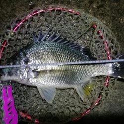 南港カモメ大橋釣行 (42cm,31cm,41cmキビレチヌ釣果有り)