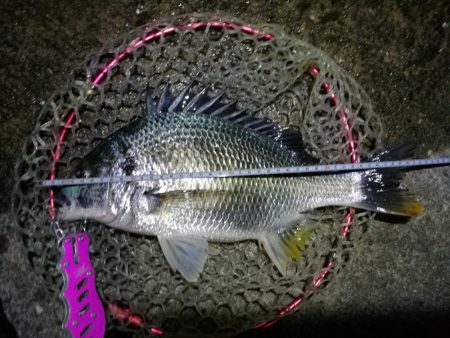 南港カモメ大橋釣行 (42cm,31cm,41cmキビレチヌ釣果有り)