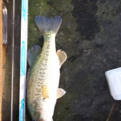 シャローアラバマ