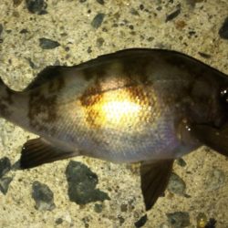 梅雨入り前のメバル！