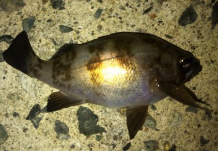 梅雨入り前のメバル！