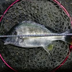 南港カモメ大橋釣行 (なんとか36cmキビレチヌ釣果他有り)