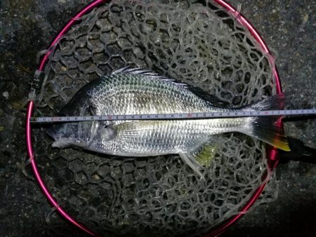 南港カモメ大橋釣行 (なんとか36cmキビレチヌ釣果他有り)