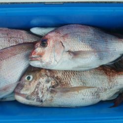 第二美丸　マダイ完全ふかせ