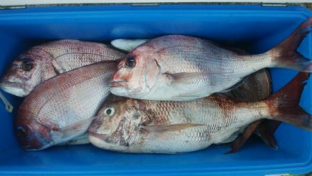 第二美丸　マダイ完全ふかせ