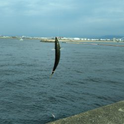岸和田一文字 北の沖
