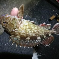 南港フェリーヘチ釣行 (雨天前キビレチヌ(39と37cm)ガシラ3匹釣果)