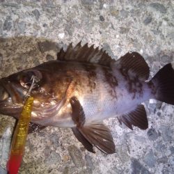 今週も加太港大波止でカワハギ