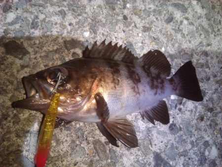 今週も加太港大波止でカワハギ