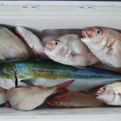 第二美丸　マダイ完全ふかせ