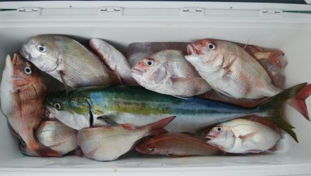 第二美丸　マダイ完全ふかせ