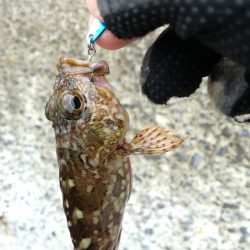 遠征なのにボロボロ貧果