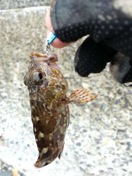 遠征なのにボロボロ貧果