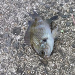 スズメダイ、メバル