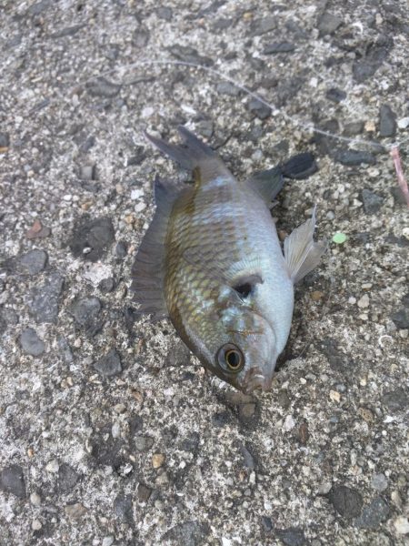 スズメダイ、メバル