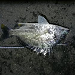 南港フェリーでヘチ釣行 （台風後のキビレチヌ3匹,ガシラ７匹釣果）