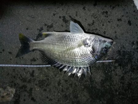 南港フェリーでヘチ釣行 （台風後のキビレチヌ3匹,ガシラ７匹釣果）