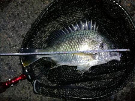 南港フェリーでヘチ釣行 （なんとかキビレチヌ（36.5cm他）ガシラ頭20ｃｍ5匹釣果）