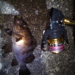 加太で小さな梅雨メバル7匹