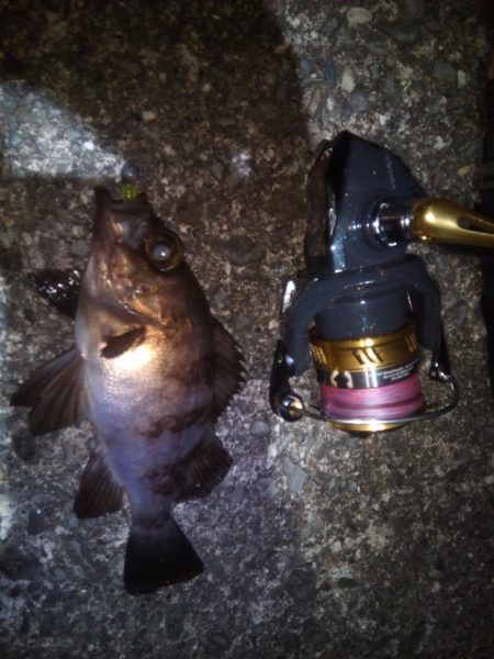 加太で小さな梅雨メバル7匹