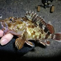 南港フェリーでヘチ釣行 （キビレチヌ（36cm他）小ガシラ釣果）