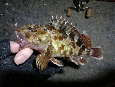 南港フェリーでヘチ釣行 （キビレチヌ（36cm他）小ガシラ釣果）