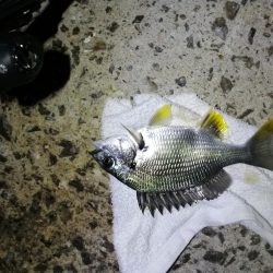 南港カモメ大橋のヘチ釣行 (久々の40upキビレ41cm釣果他)