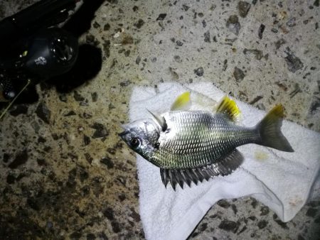 南港カモメ大橋のヘチ釣行 (久々の40upキビレ41cm釣果他)