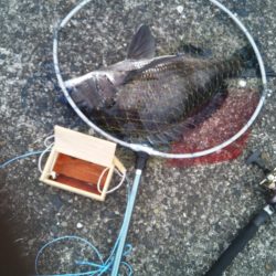 2日連続　落とし込みでチヌ！