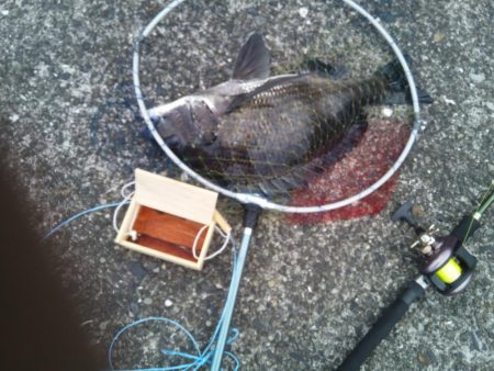 2日連続　落とし込みでチヌ！