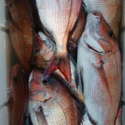 第二美丸　マダイ完全ふかせ　午前便・午後便