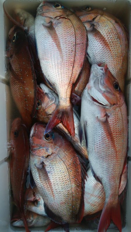 第二美丸　マダイ完全ふかせ　午前便・午後便