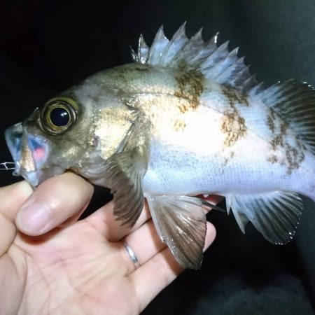 夕方メバリング