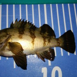 エギングとメバリング