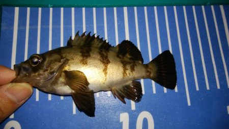 エギングとメバリング