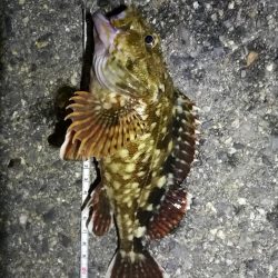 南港カモメ大橋のヘチ釣行 (キビレ38cm他釣果有りマス)