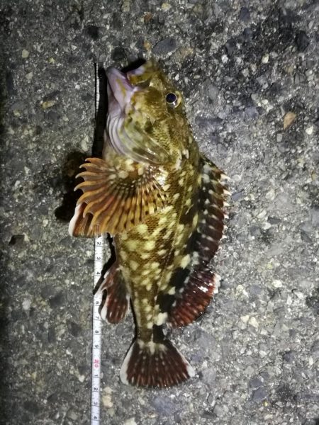 南港カモメ大橋のヘチ釣行 （キビレ38cm…