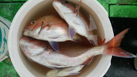 第二美丸　マダイ完全ふかせ