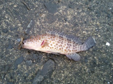 落とし込みでこの結果