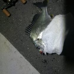 南港フェリーでヘチ釣行 （キビレチヌ（33cm他）ガシラ釣果）