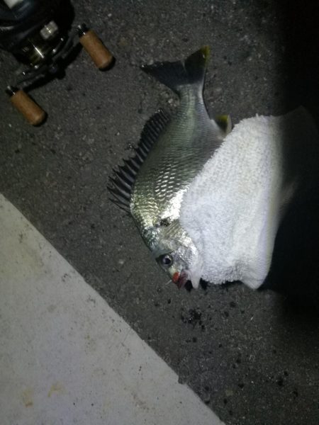 南港フェリーでヘチ釣行 （キビレチヌ（33cm他）ガシラ釣果）