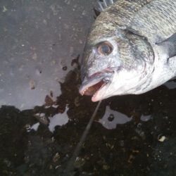 落とし込みで47センチのチヌ