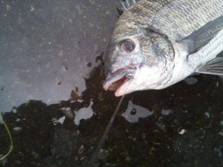 落とし込みで47センチのチヌ