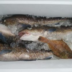 第二美丸　マダラ狙い