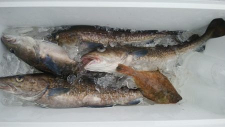 第二美丸　マダラ狙い