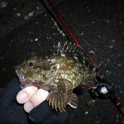 南港カモメ大橋のヘチ釣行 (小キビレ、黒メバル25cm釣果他有り!)