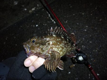 南港カモメ大橋のヘチ釣行 （小キビレ、黒メ…